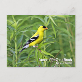 Postal Postcard estadounidense Goldfinch