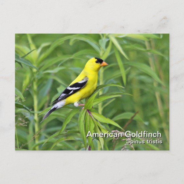 Postal Postcard estadounidense Goldfinch (Anverso)