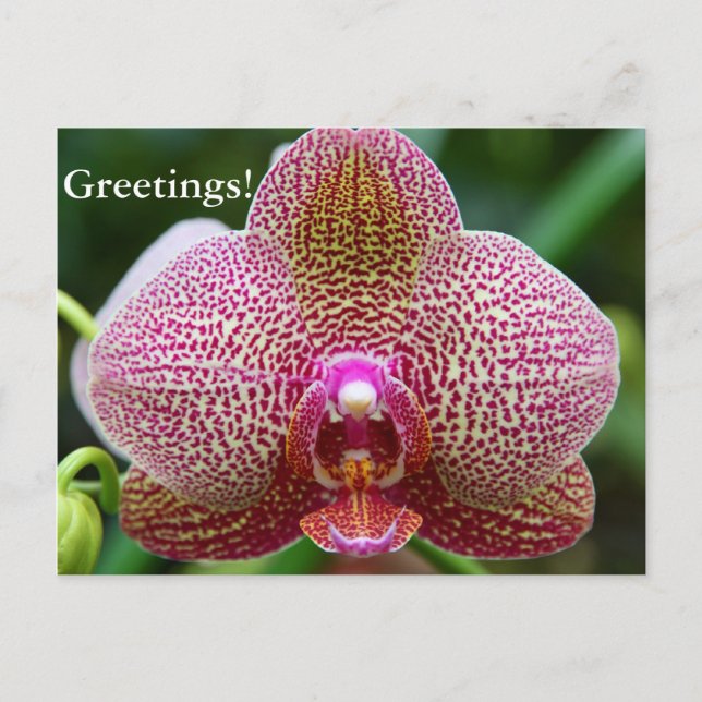 Postal Postcard - Estrella de la Tierra (Anverso)