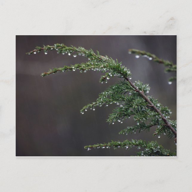 Postal Postcard, Evergreen En Lluvia (Anverso)