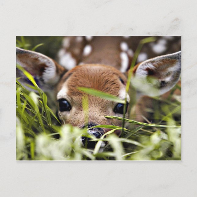 Postal Postcard - Fawn (Anverso)