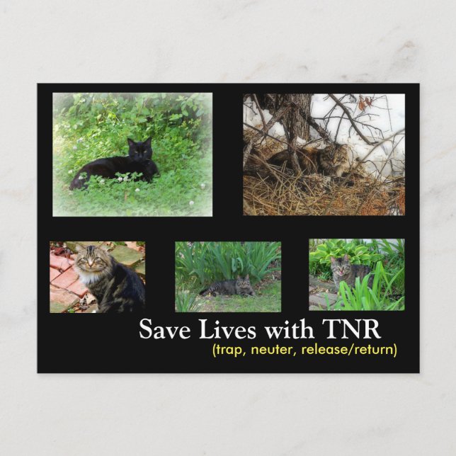 Postal Postcard Feral Cat TNR (Anverso)