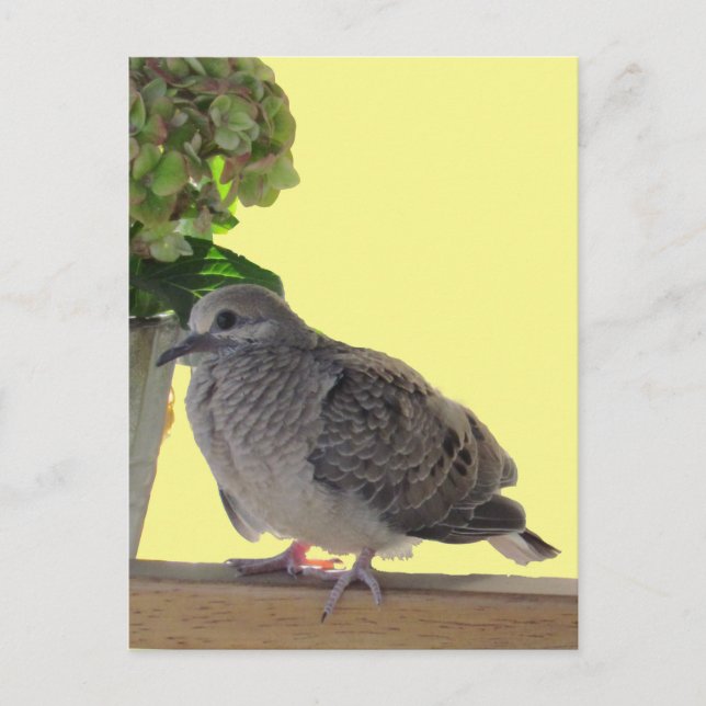 Postal Postcard - Fledglglgling Dove (Anverso)