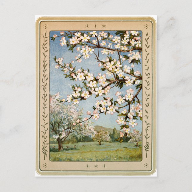 Postal Postcard - Flores de Apple (Anverso)