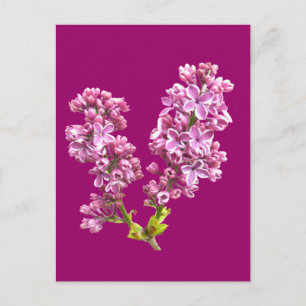 Postal Postcard - Flores Lilac