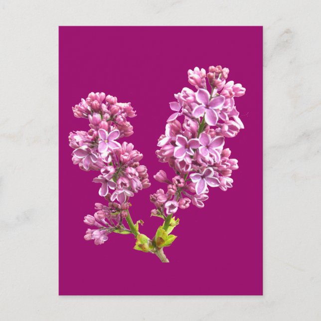 Postal Postcard - Flores Lilac (Anverso)
