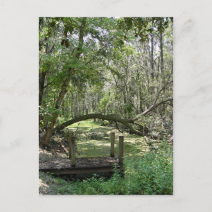 Postal Postcard - Florida vieja