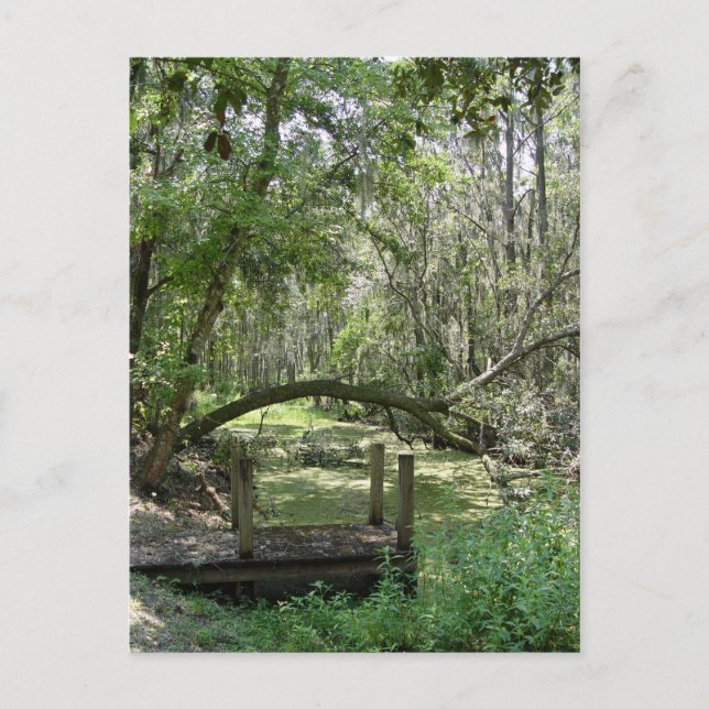 Postal Postcard - Florida vieja (Anverso)