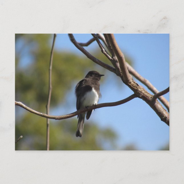 Postal Postcard - Flycatcher (Anverso)