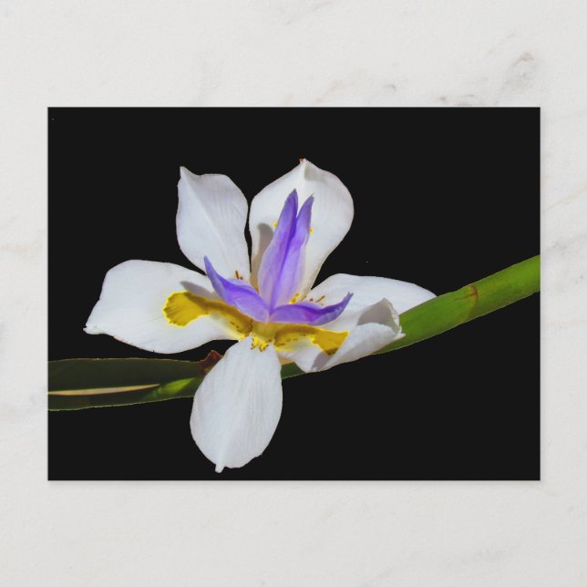 Postal Postcard - Fortnight Lily (Anverso)