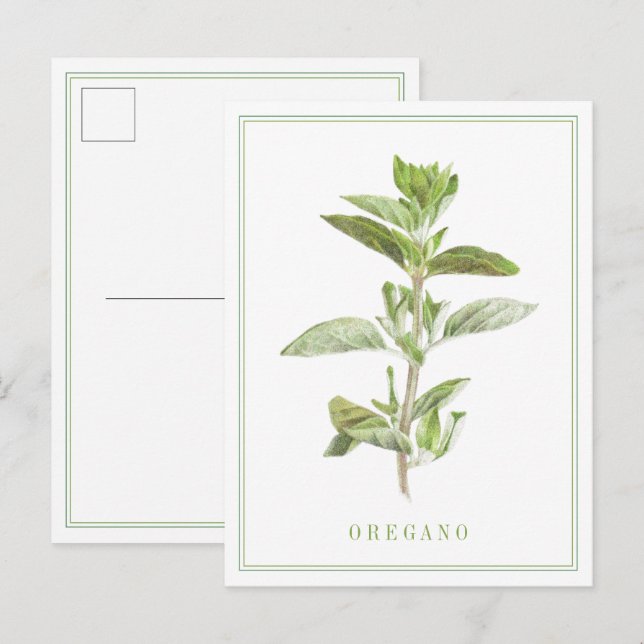 Postal Postcard FRESH OREGANO (Anverso / Reverso)