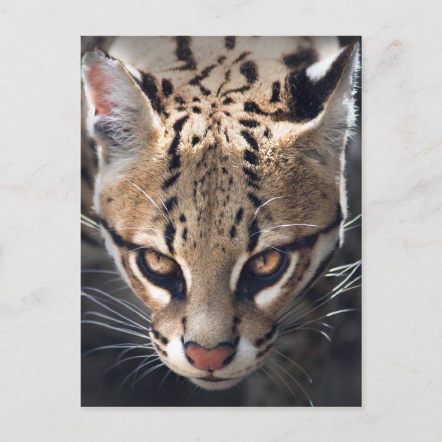 Postal Postcard fuerte (Anverso)