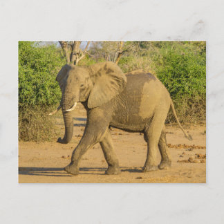Postal Postcard - Ganando elefante en Zambia