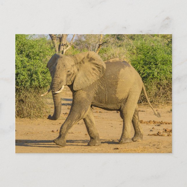 Postal Postcard - Ganando elefante en Zambia (Anverso)