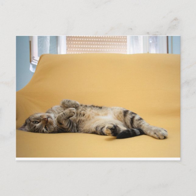 Postal Postcard gatito (Anverso)