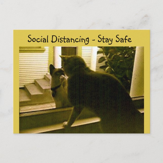 Postal Postcard - Gatos a distancia social (Anverso)