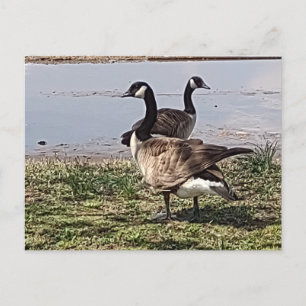 Postal Postcard GEESE