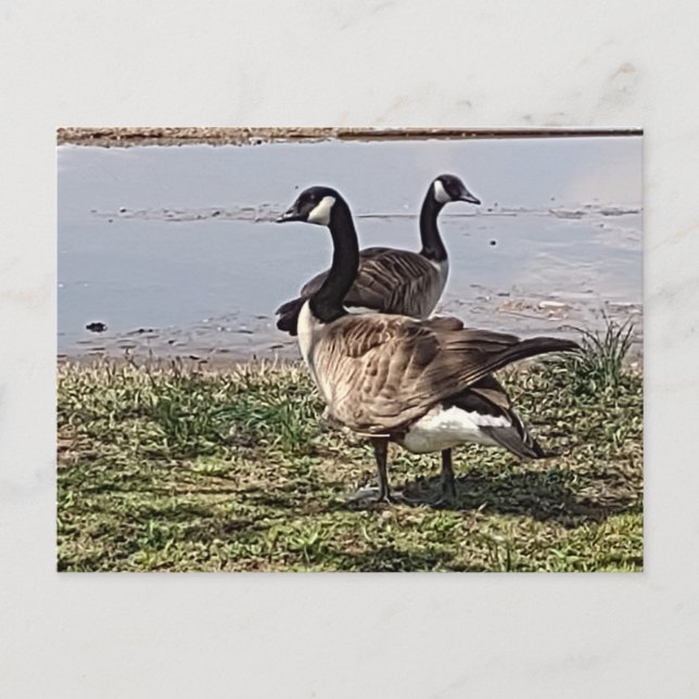 Postal Postcard GEESE (Anverso)