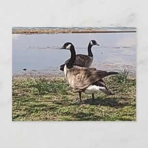 Postal Postcard GEESE