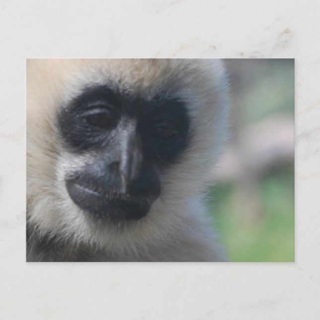 Postal Postcard Gibbon (Anverso)