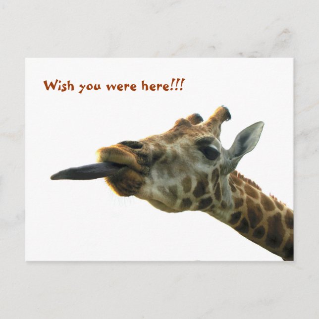 Postal Postcard - Giraffe (Anverso)