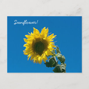 Postal Postcard - ¡Girasol!