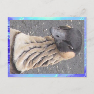 Postal Postcard - Goose