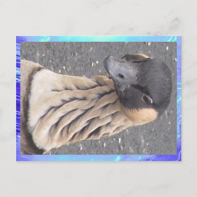 Postal Postcard - Goose (Anverso)