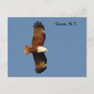 Postal Postcard Gove Brahminy Kite
