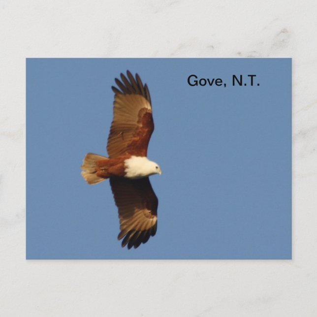 Postal Postcard Gove Brahminy Kite (Anverso)