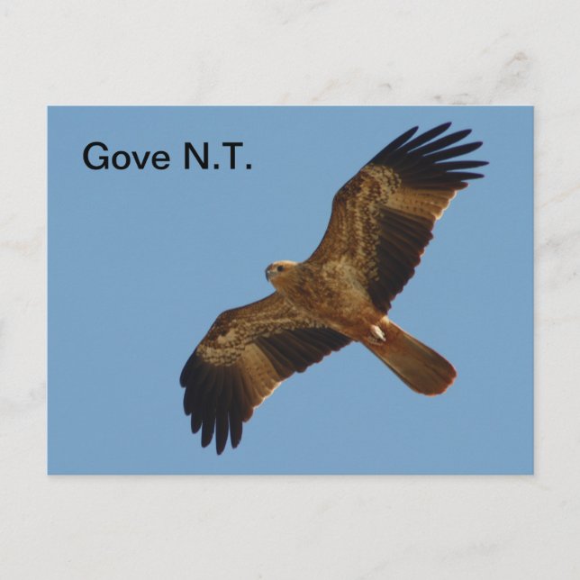 Postal Postcard Gove Brahminy Kite Primer año (Anverso)