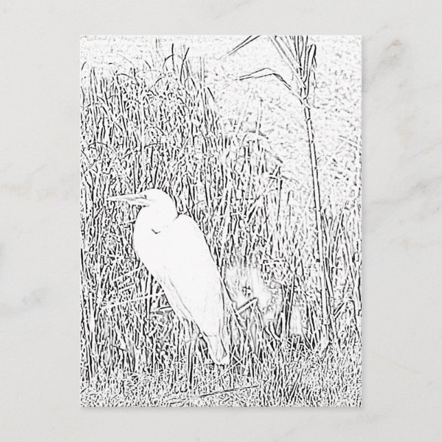 Postal Postcard - Grasa a color (Anverso)