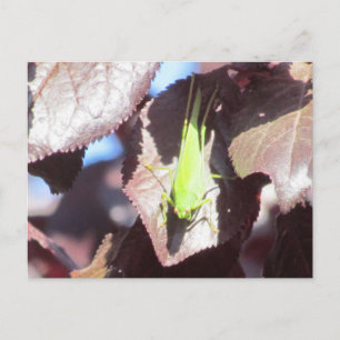 Postal Postcard - Grasshopper in Tree