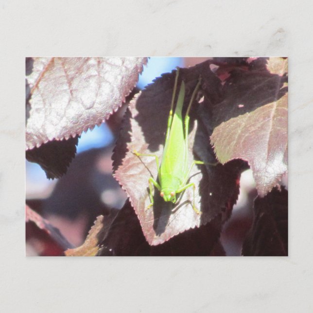 Postal Postcard - Grasshopper in Tree (Anverso)