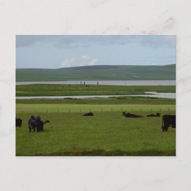 Postal Postcard Grazing Orkney (Anverso)