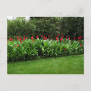 POSTAL POSTCARD ~ GREENHOUSE PLANTS GARDEN ABIERTO NEGOCI