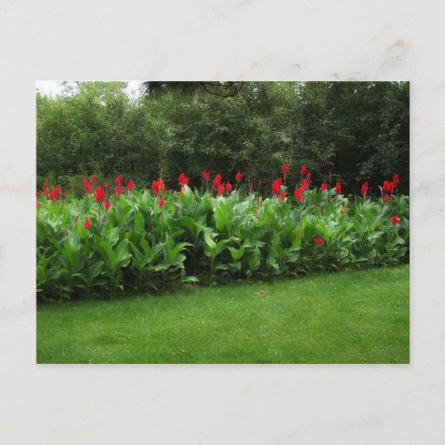 POSTAL POSTCARD ~ GREENHOUSE PLANTS GARDEN ABIERTO NEGOCI (Anverso)