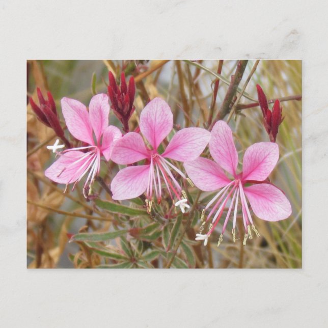 Postal Postcard - Guara rosa (Anverso)