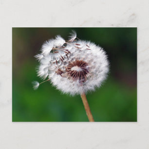 Postal Postcard - Hacer un deseo