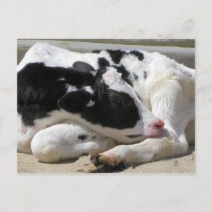 Postal Postcard, Heifer, Baby Cow Photography