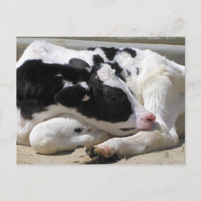 Postal Postcard, Heifer, Baby Cow Photography (Anverso)