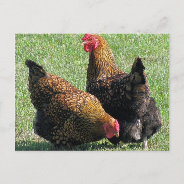 Postal Postcard, Hermanas Hen (Anverso)