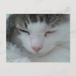 Postal Postcard - Imagen 2 para gato de Maine Coon