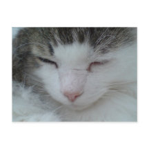 Postcard - Imagen 2 para gato de Maine Coon