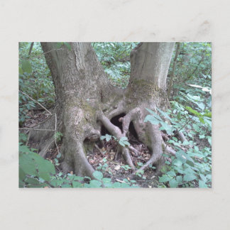 Postal Postcard - imagen natural