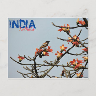 Postal Postcard - India - Calcuta - Primavera india