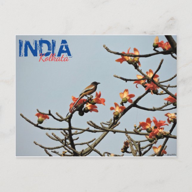 Postal Postcard - India - Calcuta - Primavera india (Anverso)