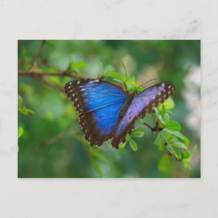 Postal Postcard-Insects-A Blue Butterfly