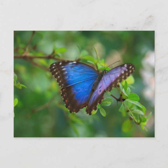 Postal Postcard-Insects-A Blue Butterfly (Anverso)