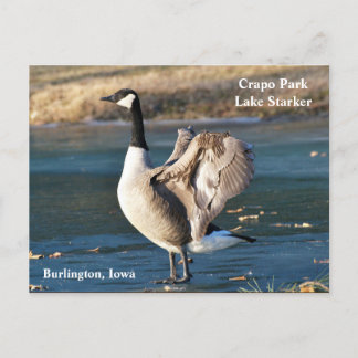 Postal Postcard, Iowa, Burlington, Crapo Park, Goose